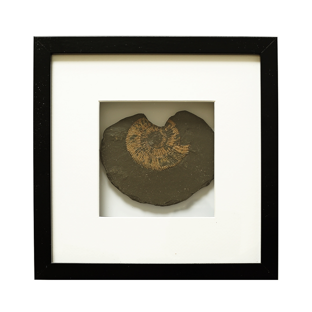 limitiert Fossil gerahmt Museum Ammonite