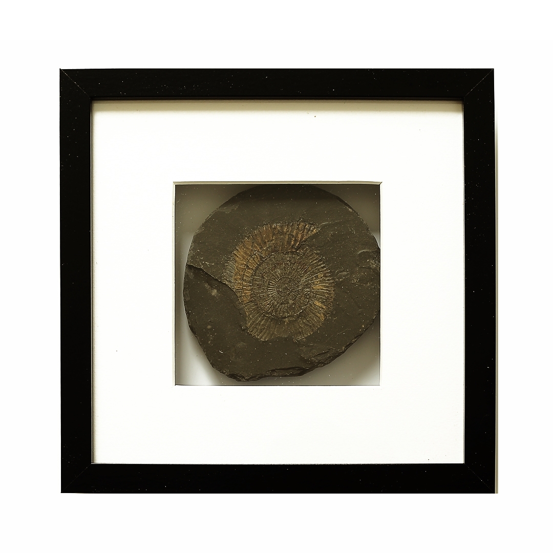 limitiert Fossil gerahmt Museum Ammonite