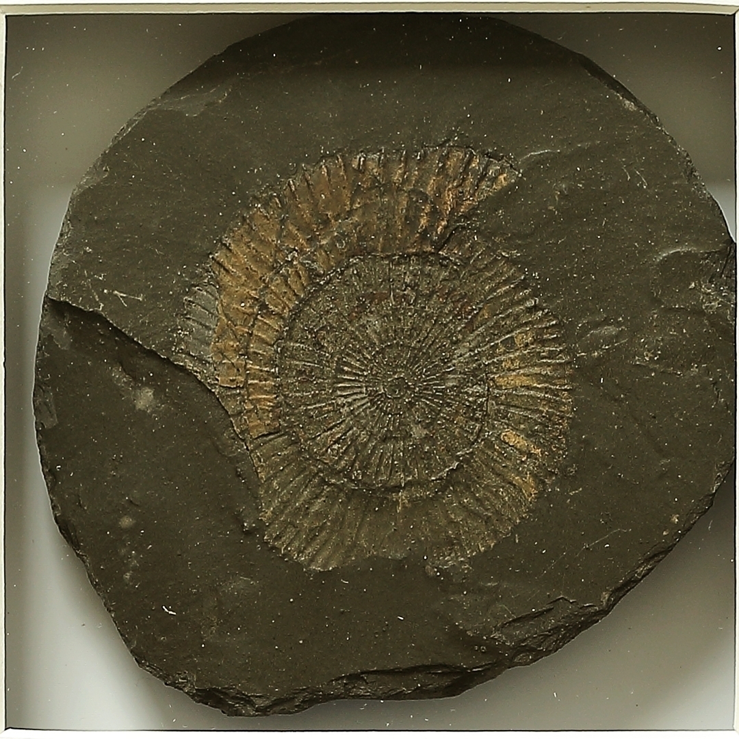 Echtes Fossil