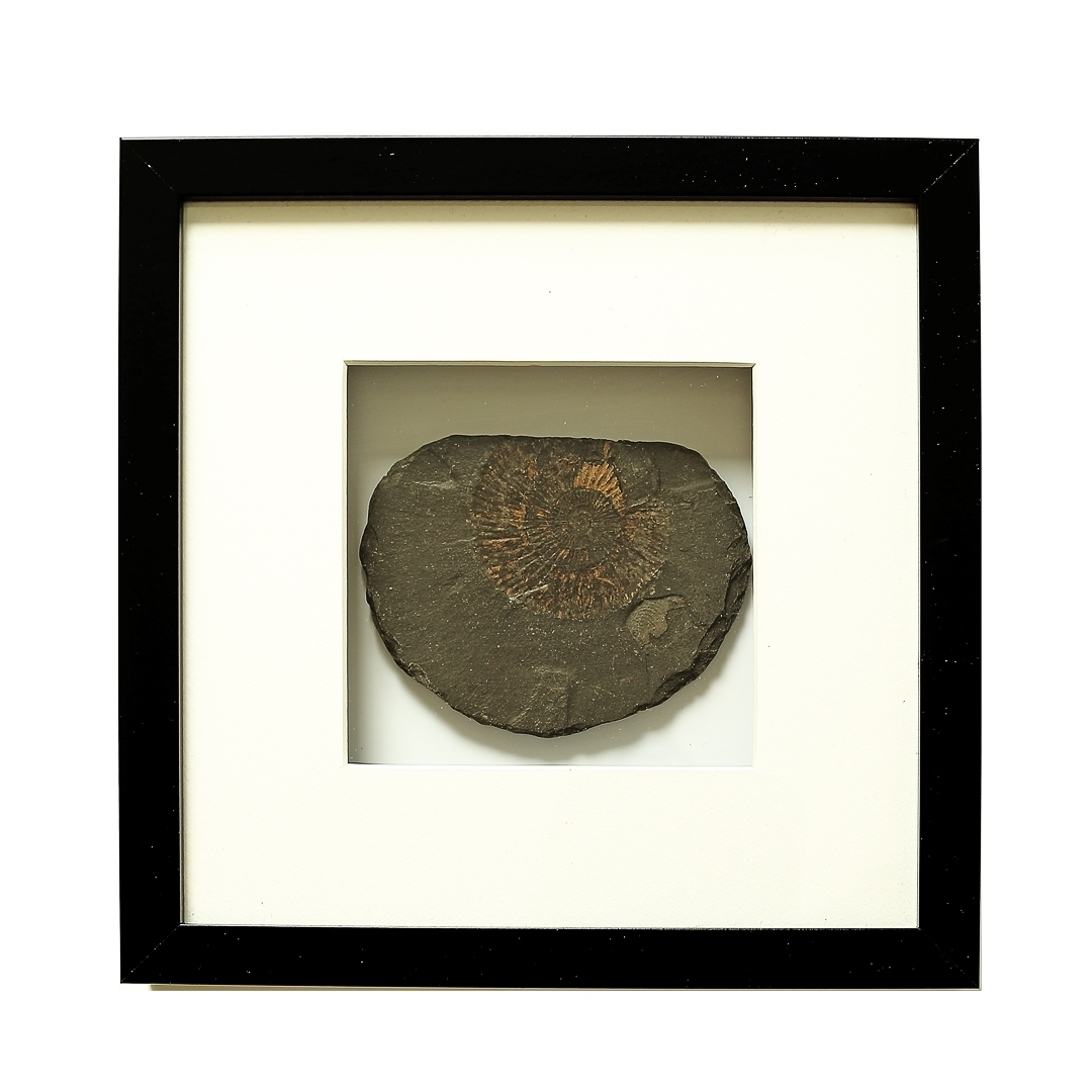 Echtes Fossil