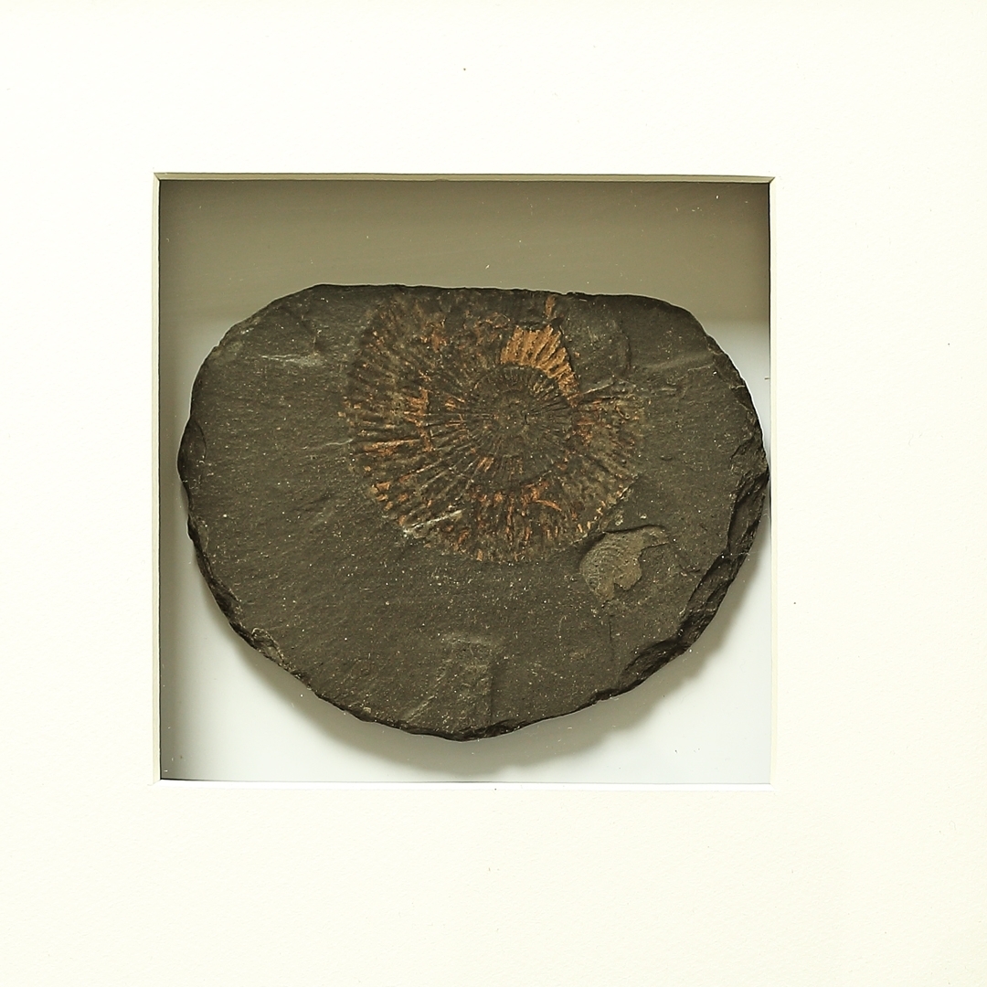 Echtes Fossil