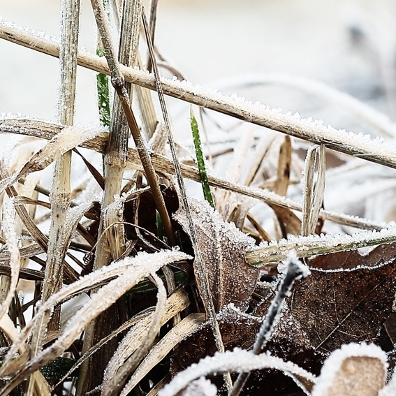 Detail limitiert gerahmt Waldboden Frost