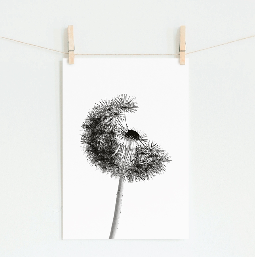 Poster-Pusteblume II – Bild 3