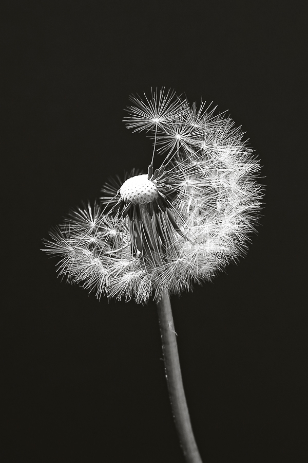 Pusteblume Poster bestellen