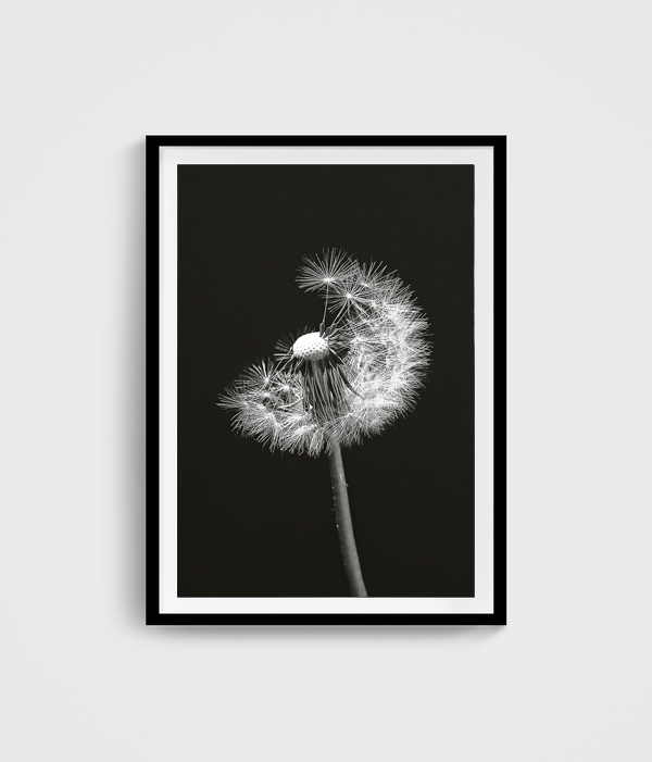 Poster Pusteblume gerahmt