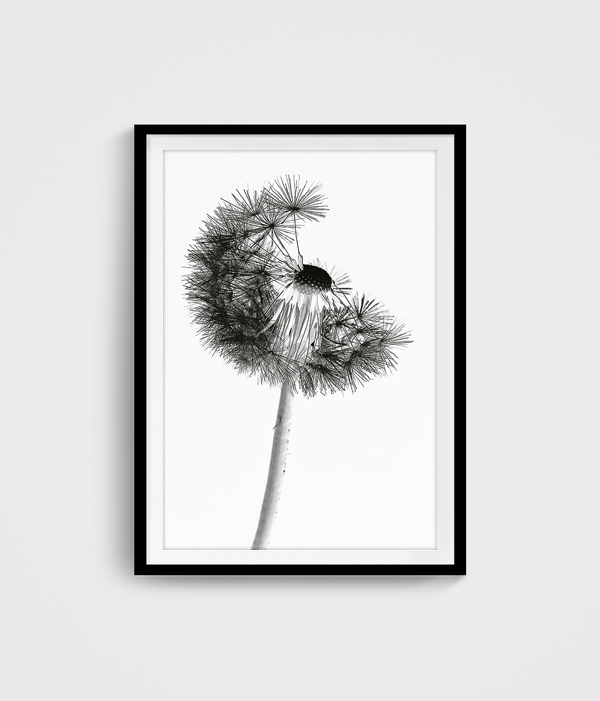 Fine Art Pusteblume gerahmt