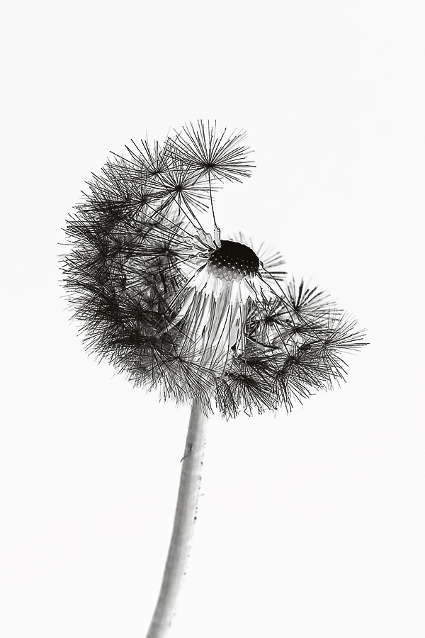 Fine Art Pusteblume